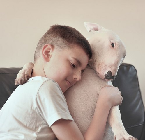 Are bull terriers dangerous