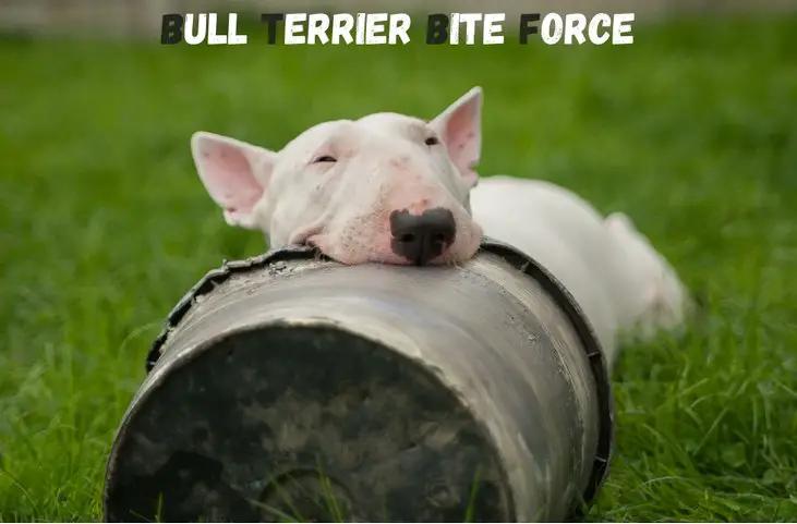 Bull terrier bite force