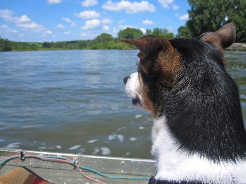 Do rat terriers like water