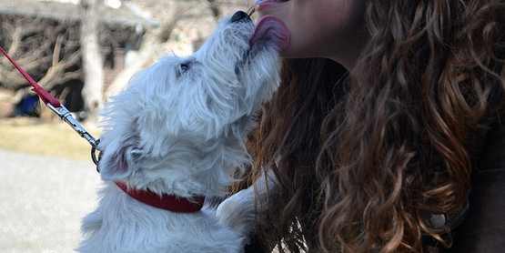 Energetic westie