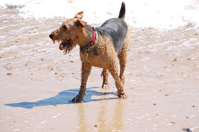 When do Airedales calm down