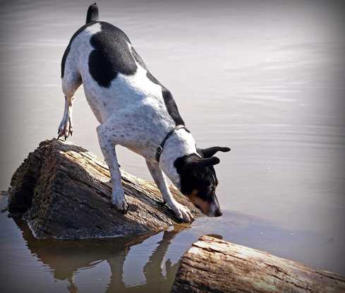 can rat terriers swim