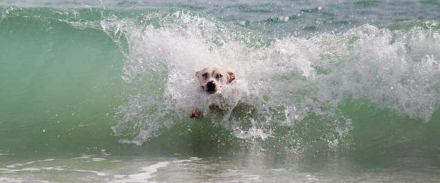 dog swimming in the sea