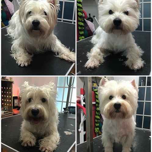 Grooming a westie