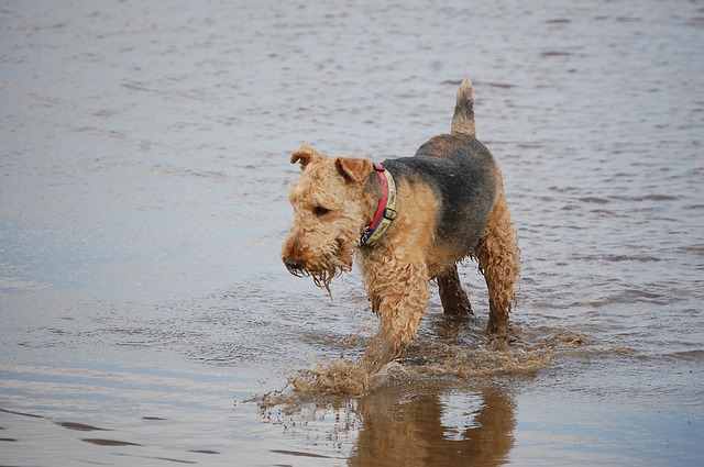 can all terriers swim