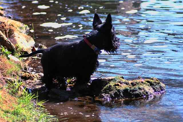 Do terriers like water? Can they swim?