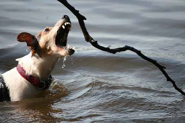 terriers that don't like water