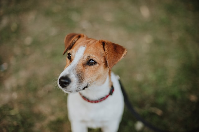 I Hate My Jack Russell Terrier: Struggles and Charms of JRTs