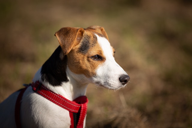 Why do Jack Russells bite so much? Insights and Solutions