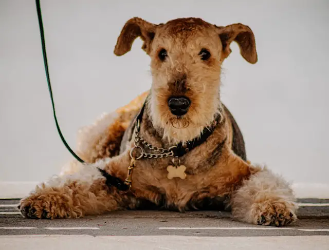 Do Airedale Terriers Smell? Get Rid of Odors with These Tips!