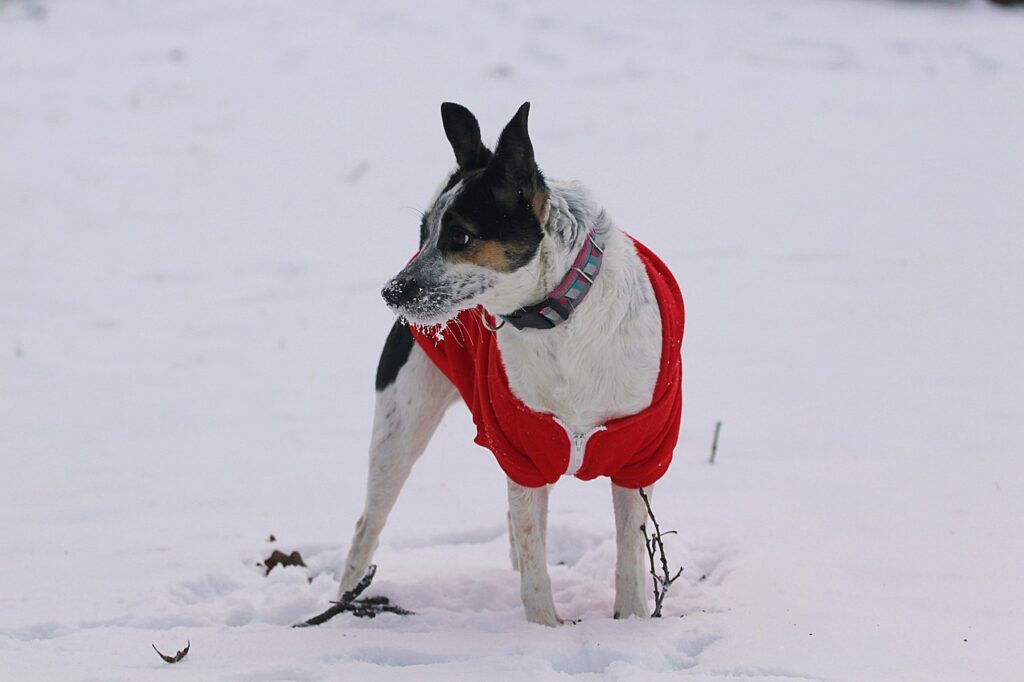 How Big Do Rat Terriers Get? Size, Growth Stages & Weight Chart